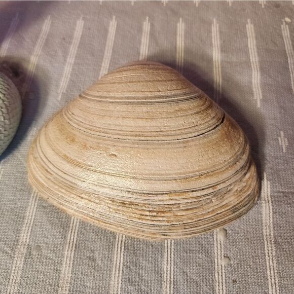 DECOUPAGE LIGHT PINK PRINT ON A CLAM SHELL - Picture 7 of 7